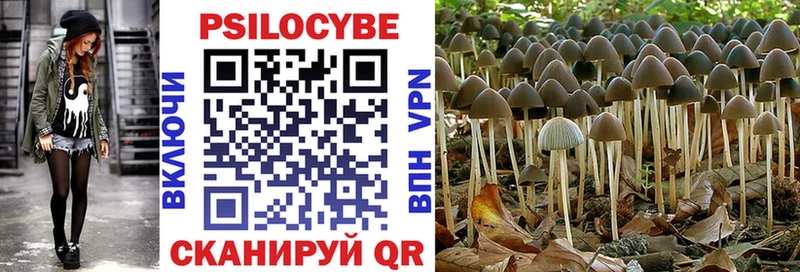 Псилоцибиновые грибы Psilocybe  Шахты 